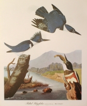 birds 05 - Belted Kingsfisher